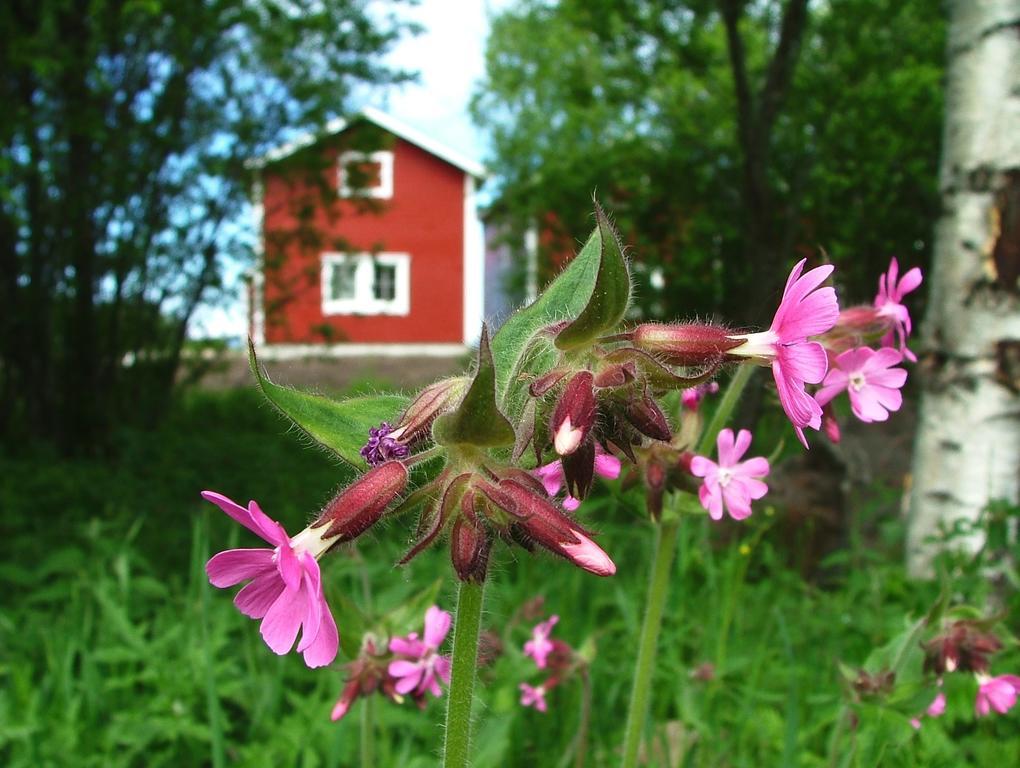 Simoniemi Wanha Pappila Cottages מראה חיצוני תמונה